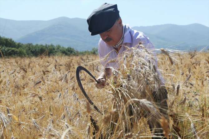 Samsun'da ata yadigarı "karakılçık" buğdayının hasadına başlandı