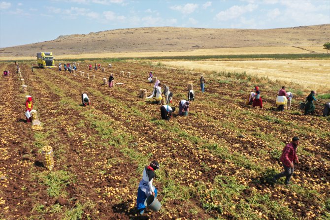 Gaziantep'te patates hasadı başladı