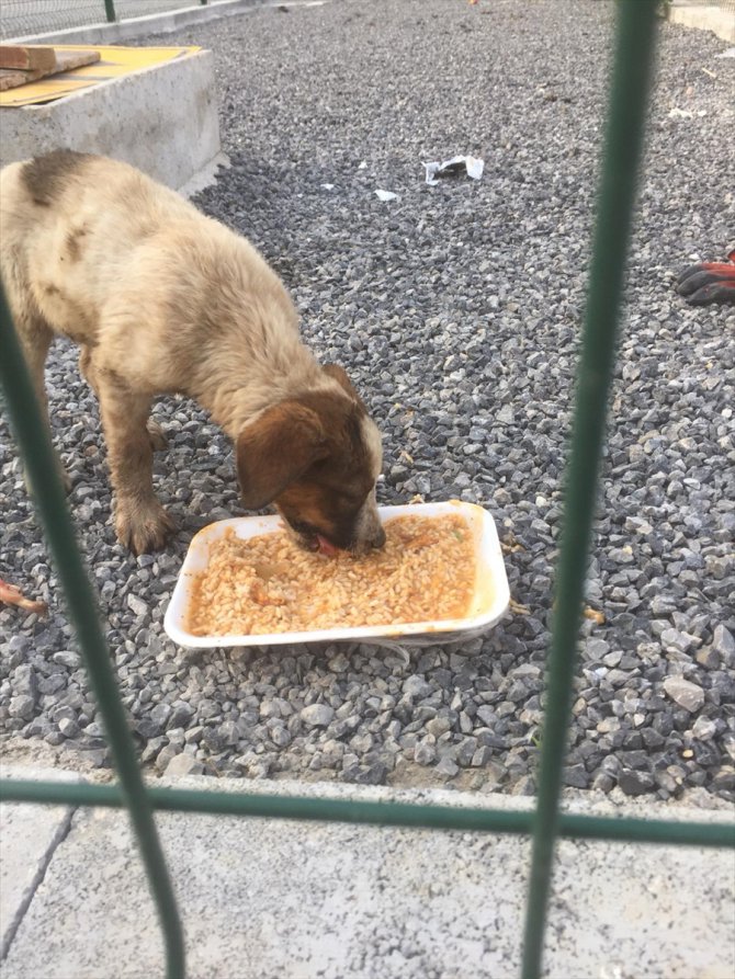 Hakkari'de patileri eriyen asfalta yapışan iki köpek yavrusu kurtarıldı