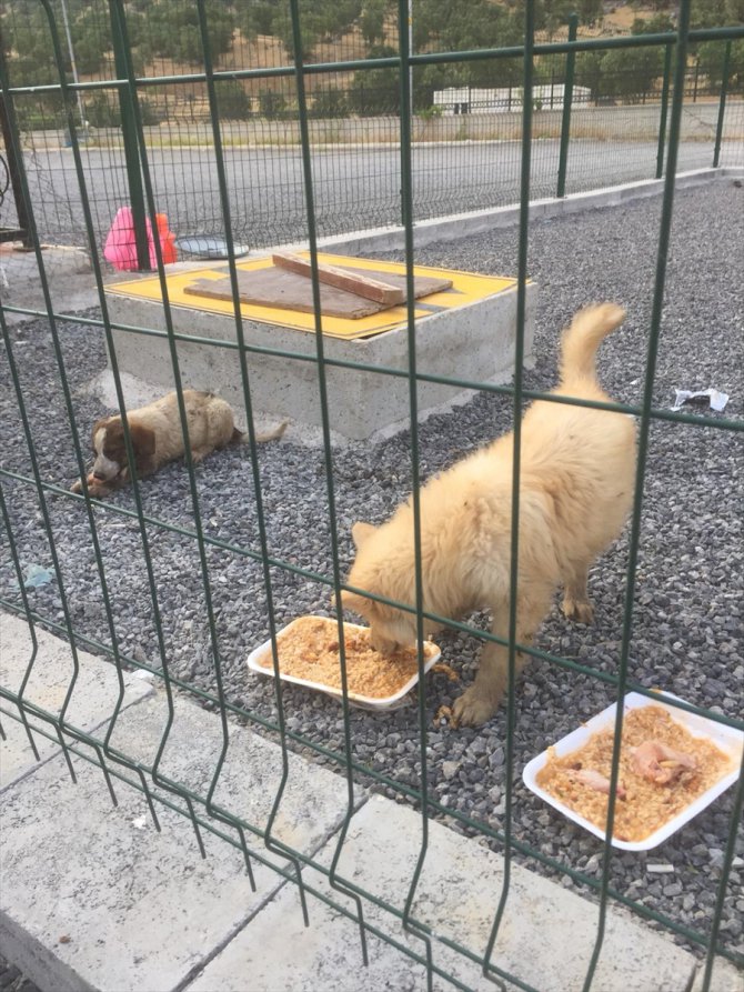 Hakkari'de patileri eriyen asfalta yapışan iki köpek yavrusu kurtarıldı