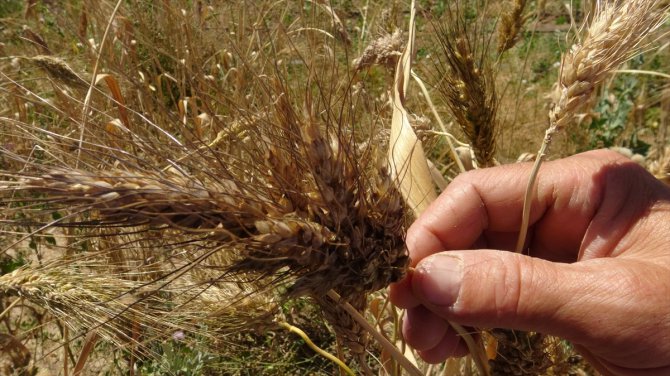 Afyonkarahisarlı çiftçi, adını bilmediği verimi yüksek bir avuç buğdayı Türkiye'ye yaymak istiyor