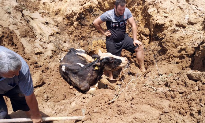 Kocaeli'de bataklığa saplanan inek iş makinesiyle kurtarıldı