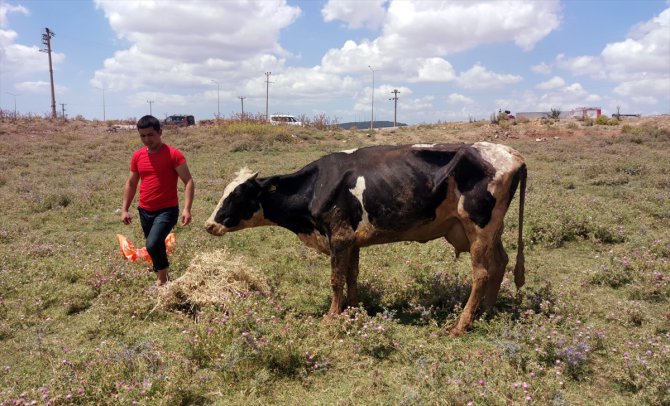 Kocaeli'de bataklığa saplanan inek iş makinesiyle kurtarıldı