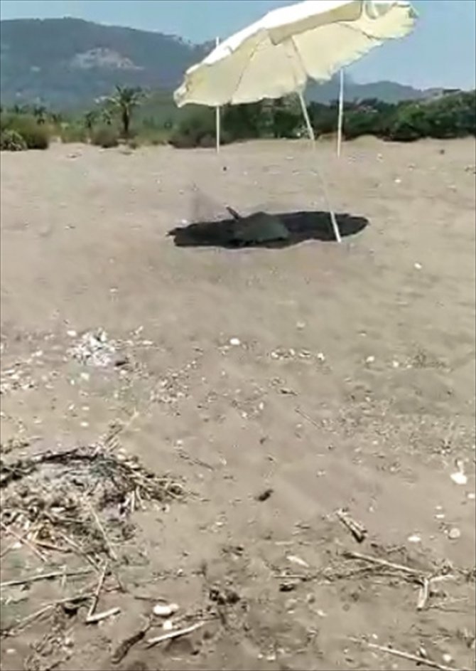 Muğla'da tatilci yuva yapan caretta carettayı güneşten plaj şemsiyesiyle korudu