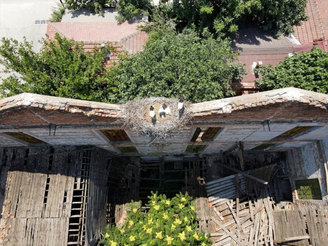 Edirne'deki tarihi koza fabrikası leyleklere yuva oldu