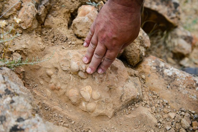 Iğdır'da bulunan bitki ve midye fosilleriyle ilgili bilimsel çalışma başlatıldı