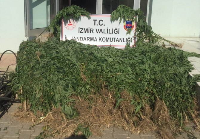 İzmir'de 3 bin 210 kök Hint keneviri ele geçirildi
