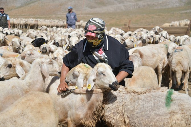 Kayseri'de göçerler, 2100 rakımda geleneksel yöntemle süt sağıyor