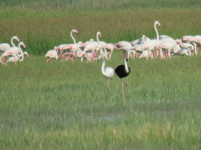 Sultan Sazlığı'nda siyah flamingo görüldü