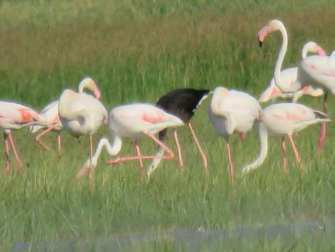 Sultan Sazlığı'nda siyah flamingo görüldü