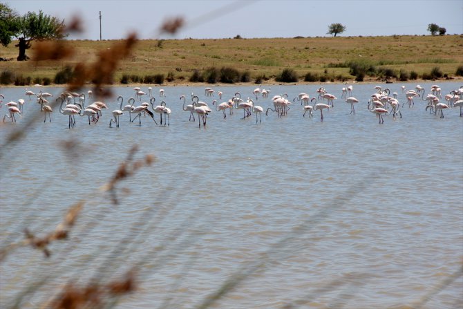 Edirne'nin lagün göllerindeki flamingolar ilgi görüyor