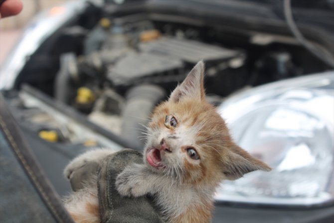 Hafif ticari aracın motoruna sıkışan kedi yavrusunu itfaiye kurtardı