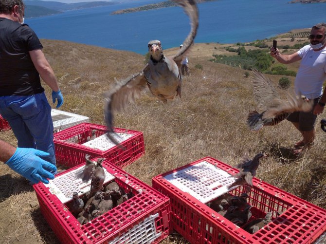 Kahramanmaraş'ta üretilen 12 bin keklik 12 ilde doğaya salındı