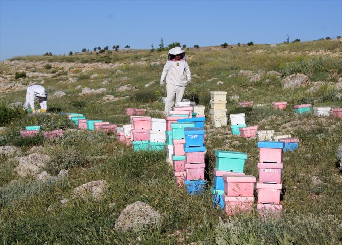 Mersin'de yetiştirilen kraliçe arılar yurdun dört bir yanına gönderiliyor