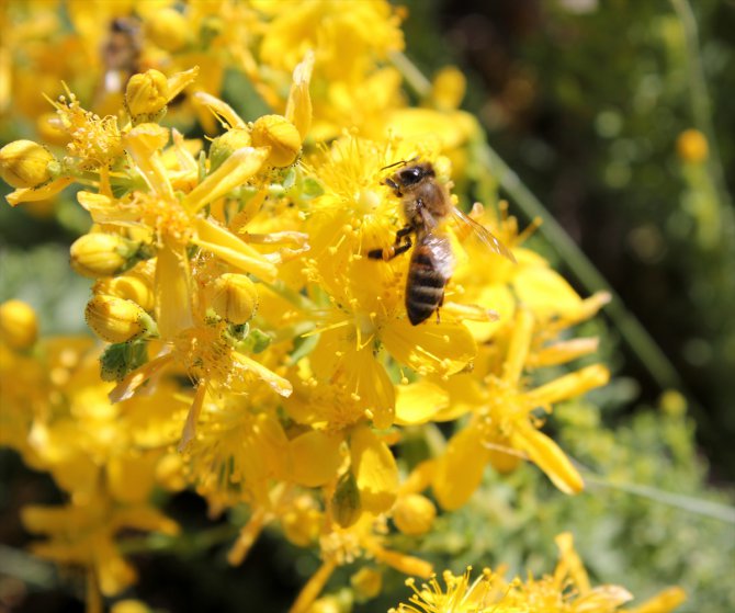 Mersin'de yetiştirilen kraliçe arılar yurdun dört bir yanına gönderiliyor
