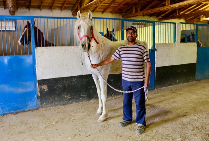 Osmanlı'nın at yetiştiricilik merkezi Mahmudiye'de atlar ilgi görüyor