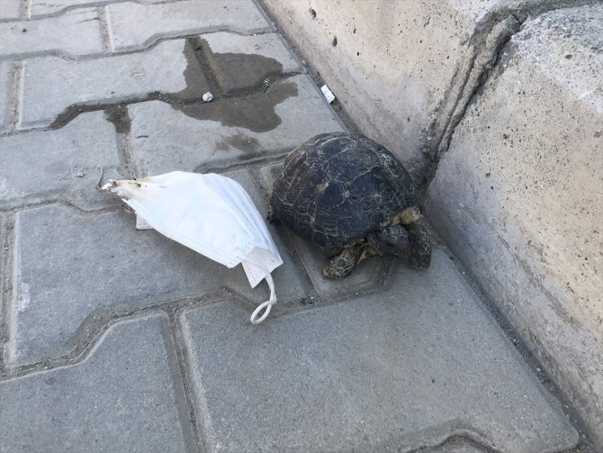Ayağına maske takılan kaplumbağayı çocuklar kurtardı