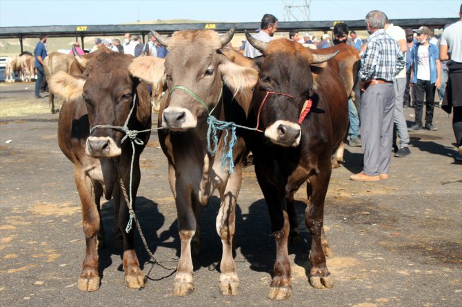 Bayburt'ta hayvan pazarında "bayram" hareketliliği