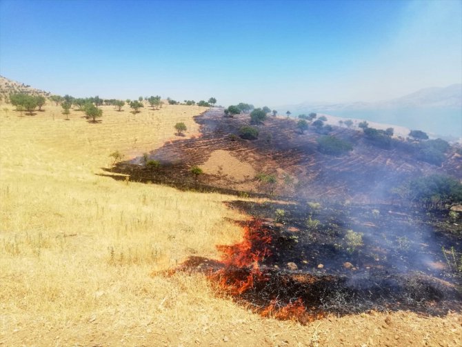 Elazığ'da çıkan yangında 50 dekar ormanlık alan zarar gördü