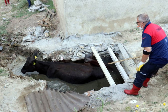 Kırklareli'nde kanalizasyon çukuruna düşen inek kurtarıldı