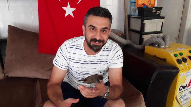 Adana'da annesiz kalan Arap bülbülü yavrusuna esnaf sahip çıktı