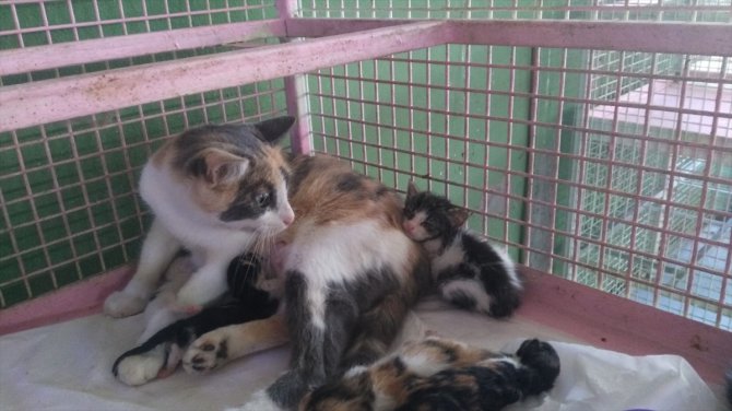 Mersin'de çöp konteynerinde sıkışan kedi yavrusu kurtarıldı