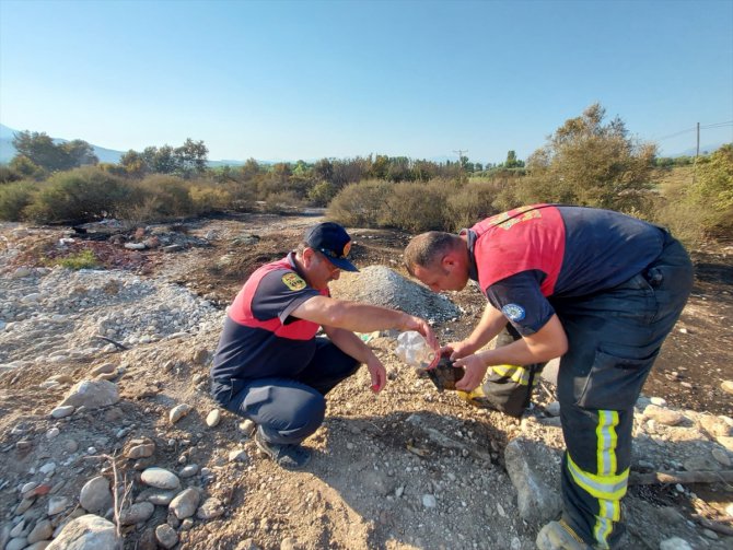 Muğla'da anız yangınında alevlerin ortasında kalan kaplumbağa kurtarıldı