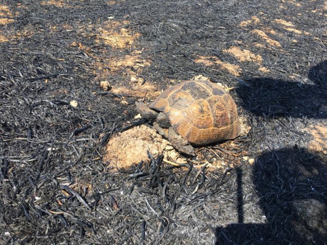 Muğla'da anız yangınında alevlerin ortasında kalan kaplumbağa kurtarıldı
