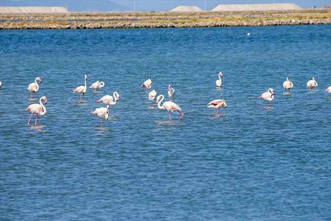 Kreşteki flamingo yavruları rüzgara karşı kanat çırpmaya başladı