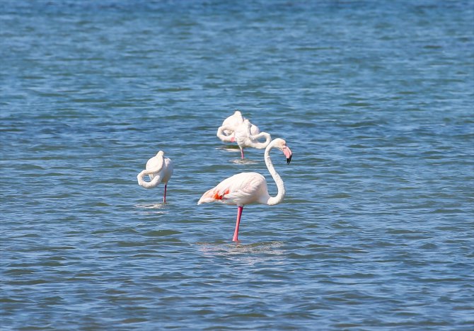 Kreşteki flamingo yavruları rüzgara karşı kanat çırpmaya başladı