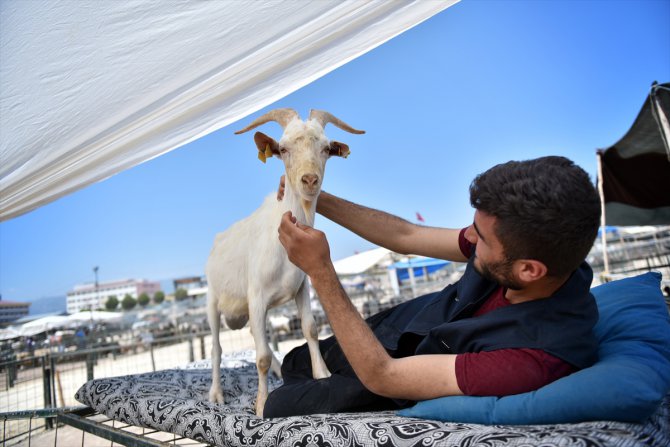 Mersin'deki hayvan pazarlarında "Kurban Bayramı" hareketliliği başladı