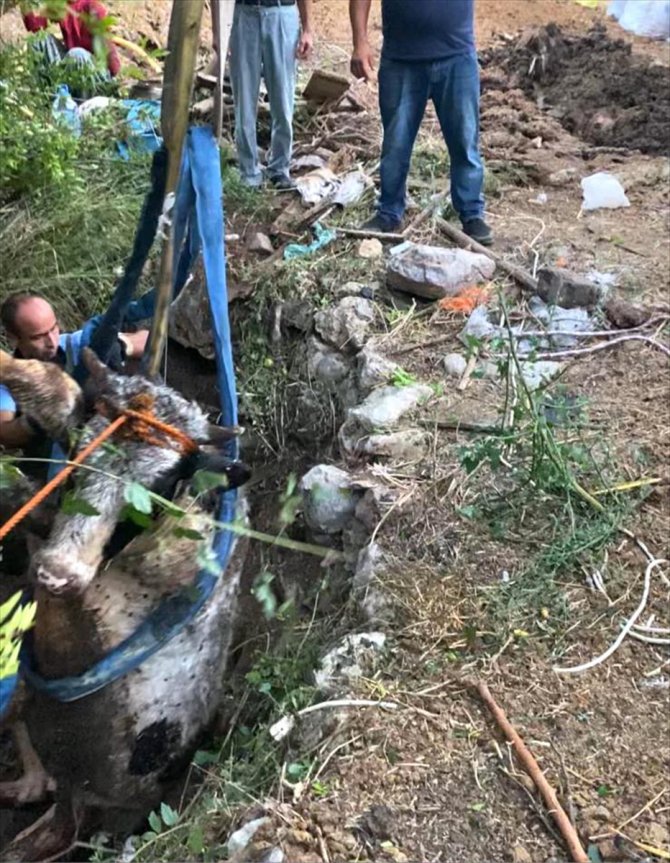Mersin'de düştüğü kuyuda mahsur kalan inek kurtarıldı
