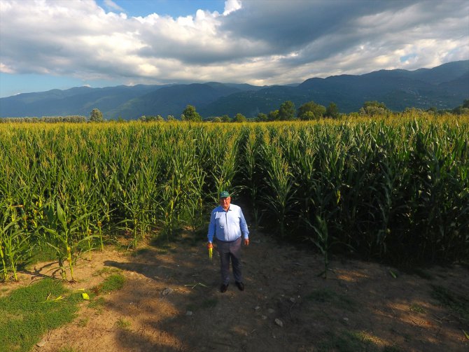 120 dönüm araziye ektiği mısırla belediyeye ek kaynak oluşturacak