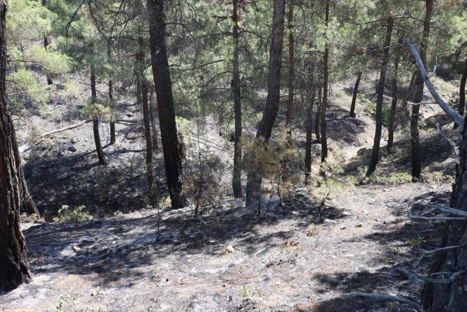 GÜNCELLEME - Denizli'deki orman yangını kontrol altına alındı