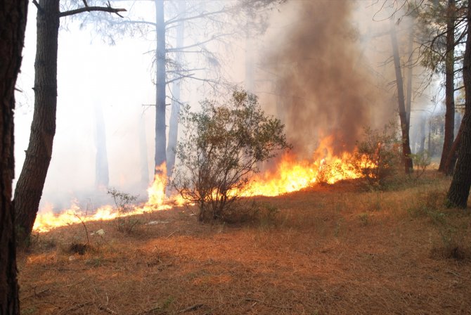 İstanbul'da Aydos Ormanı'nda yangın