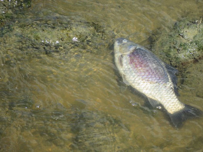 Kırklareli'nde derede balık ölümleri araştırılıyor