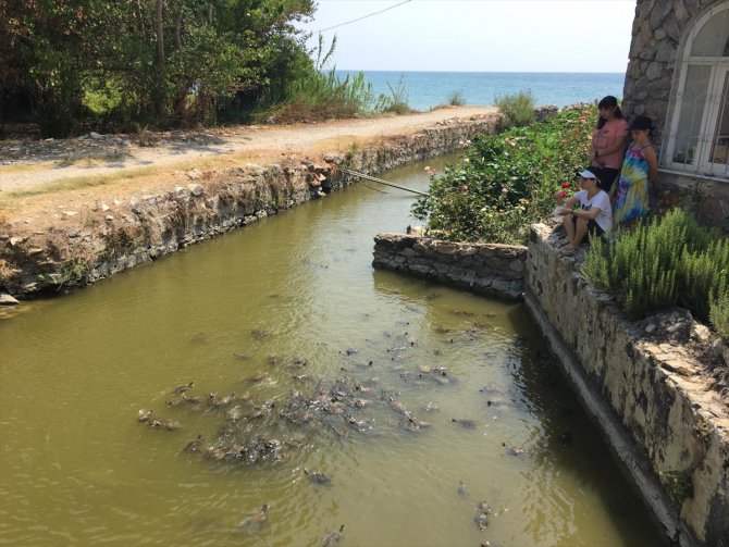 Tarihi Mamure Kalesi'ni çevreleyen kanaldaki sevimli kaplumbağalar ilgi çekiyor