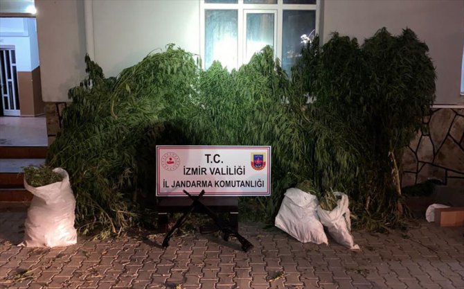 İzmir'de 61 kilogram esrar ve 1380 kök Hint keneviri ele geçirildi