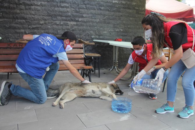 Kars'ta atık pet şişeler sokak hayvanları için su kabına dönüştürülüyor