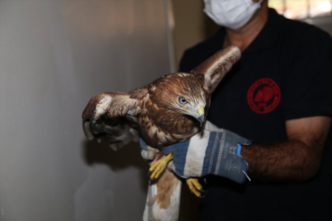 Şanlıurfa'da tedavileri tamamlanan 25 yabani kuş doğaya bırakıldı