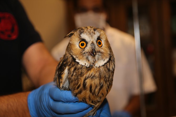 Şanlıurfa'da tedavileri tamamlanan 25 yabani kuş doğaya bırakıldı