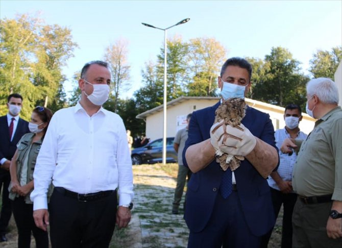 Sinop'ta alaca baykuş 4 ay sonra doğaya salındı