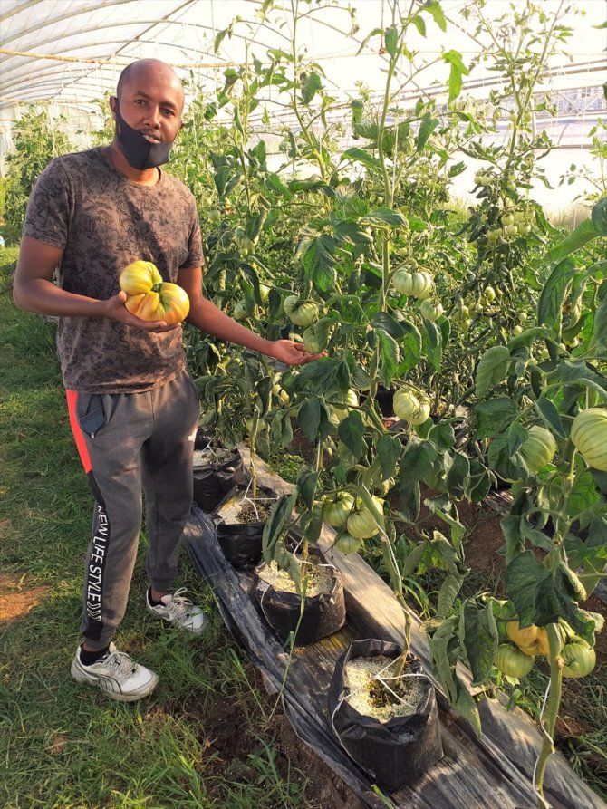 Somalili üniversite öğrencisi 1 kilo 130 gram ağırlığında domates yetiştirdi