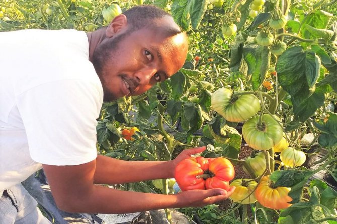 Somalili üniversite öğrencisi 1 kilo 130 gram ağırlığında domates yetiştirdi