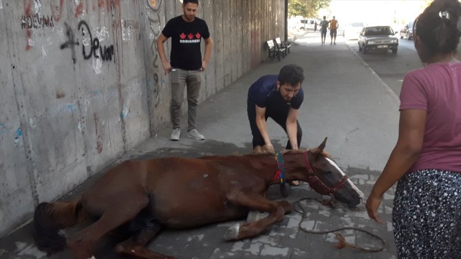 Adana'da seyyar arabayı çeken at sıcak ve yorgunluktan bayıldı