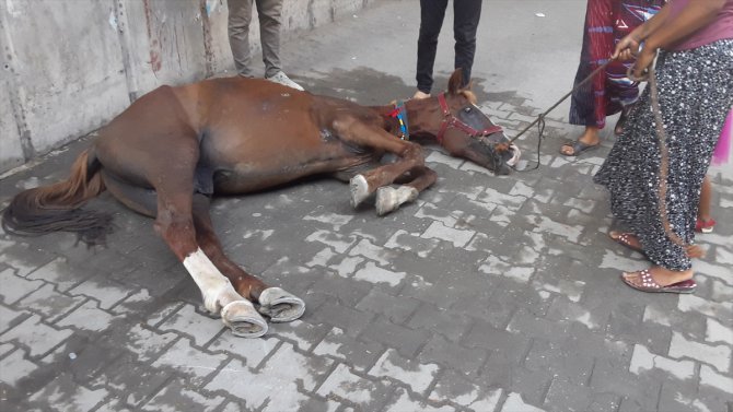 Adana'da seyyar arabayı çeken at sıcak ve yorgunluktan bayıldı