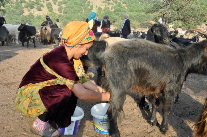 Hakkari'de "berivanlar" süt sağmak için her gün kilometrelerce yürüyor
