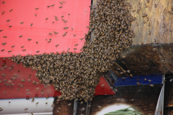Hakkari'de iş yerinin tabelasına konan arılar esnafa zor anlar yaşattı
