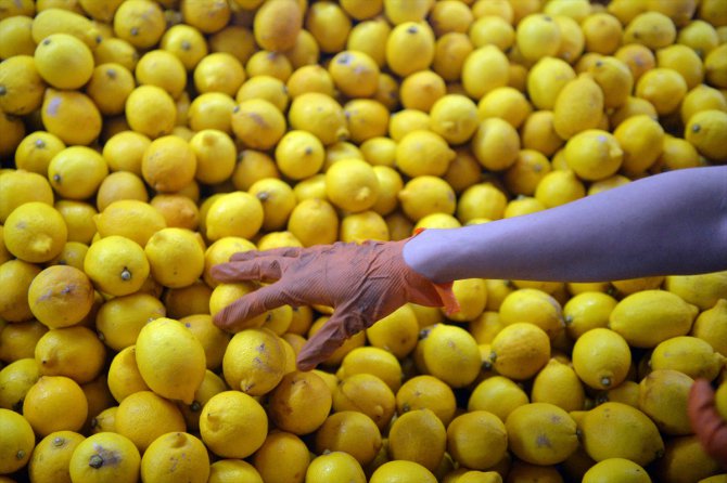 Limon ihracatında ön izin şartının kaldırılması üreticiyi sevindirdi