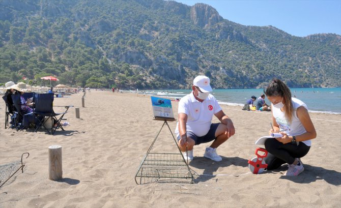 İztuzu Plajı'nda 744 caretta caretta yuvasıyla rekor kırıldı